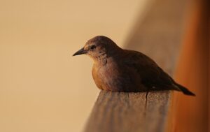 静かな温泉旅館でカップル向けのおすすめは？