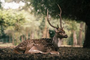 夫婦旅行に最適な静かな旅館で食事が美味しい場所は？