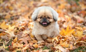 贅沢旅行にぴったりな癒しプランは夫婦向けにどんなものがある？