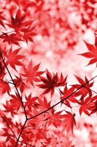 50代夫婦が秋の紅葉を楽しむ贅沢な温泉宿はどこ？